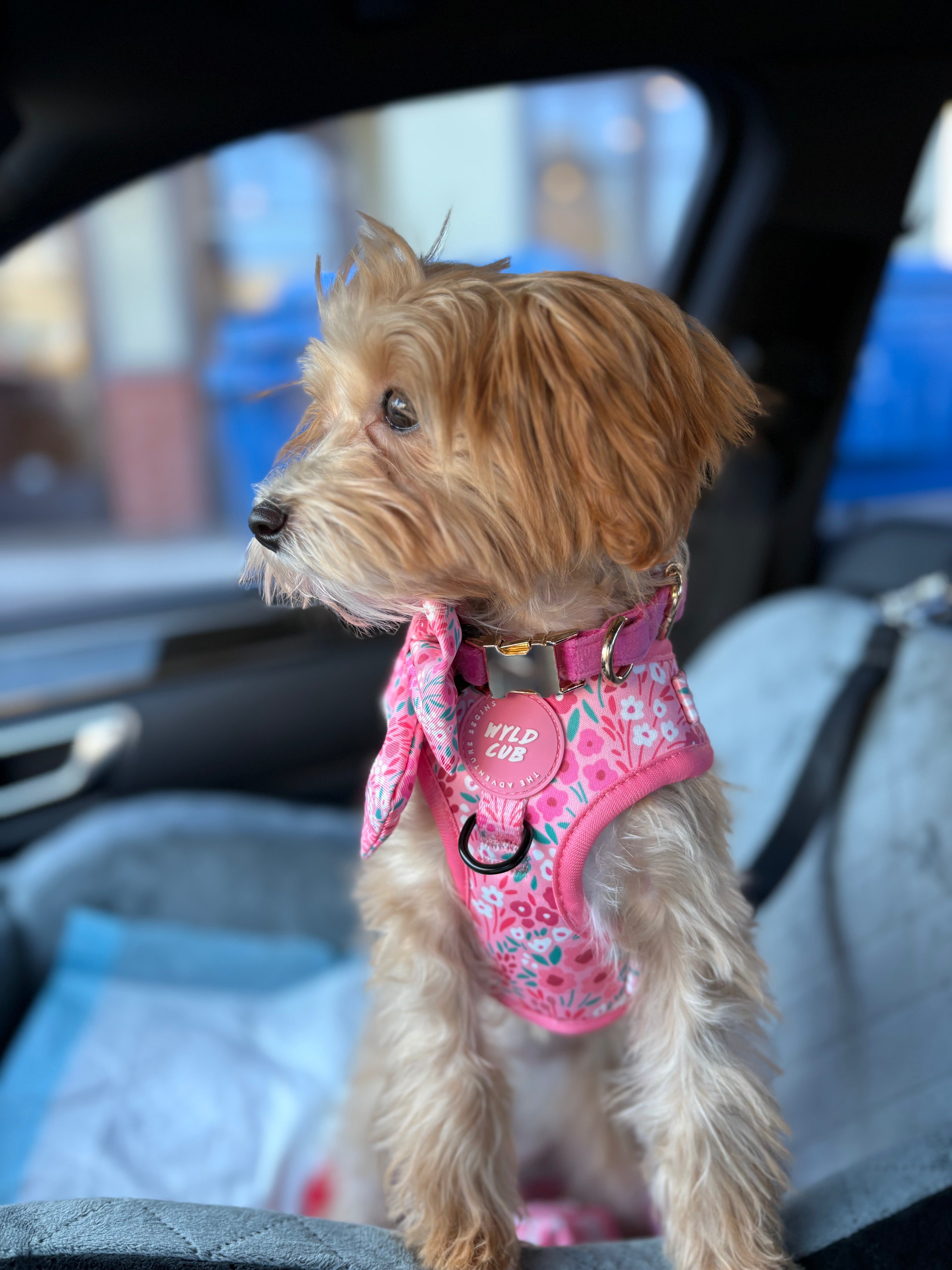 Collars and Harnesses