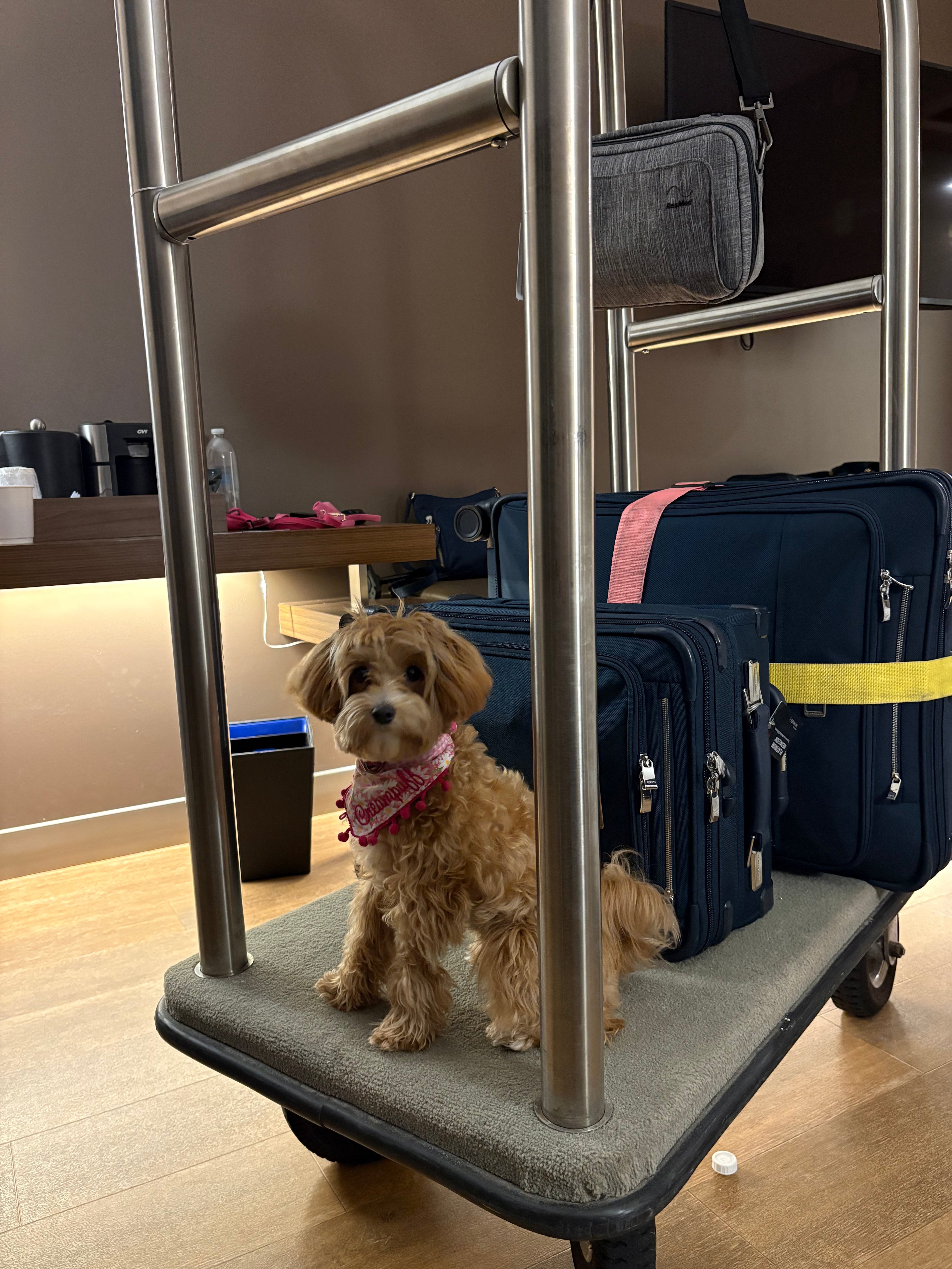 Travel Accessories