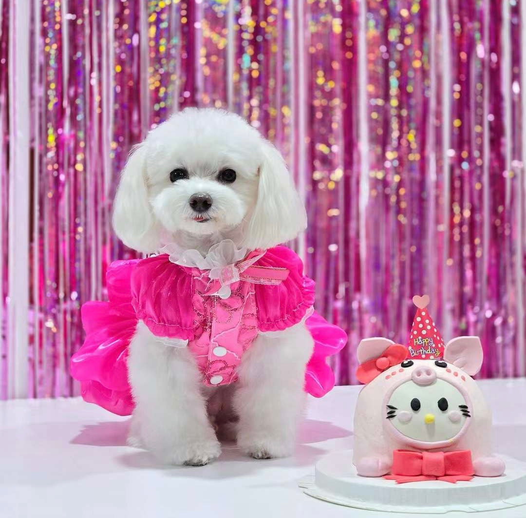 Elegant Hot Pink Lace Dog Party Dress