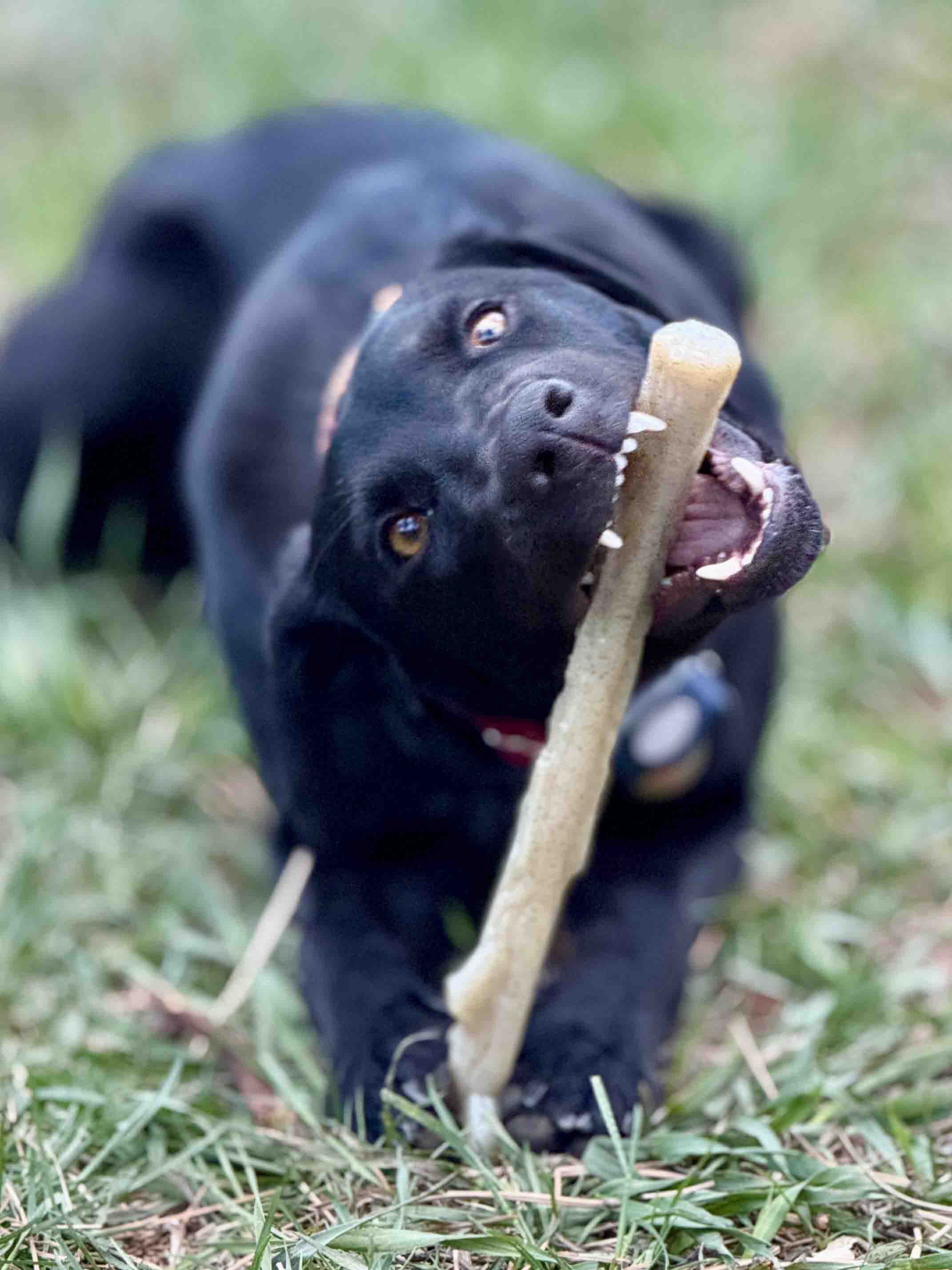 Durable Nylon Chew Stick for Power Chewers | Indestructible Dog Toy USA