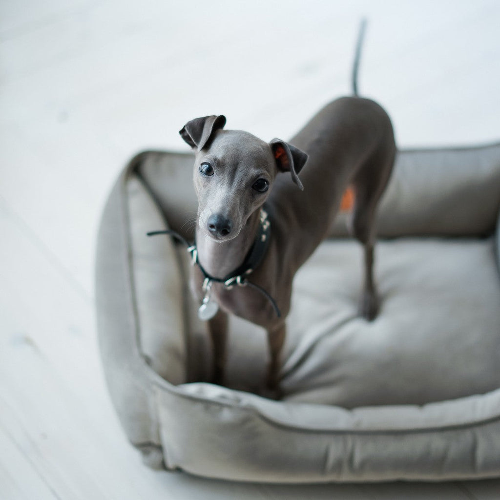 Classic Velvet Sleeper Dog Bed Gray